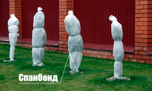 Укрытие растений на зиму от мороза